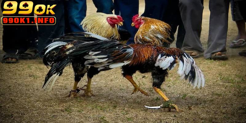 Đá gà cựa dao là sản phẩm mang đến nhiều trải nghiệm thú vị