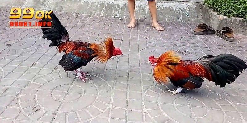 Kinh nghiệm và chiến thuật chơi đá gà dễ thắng