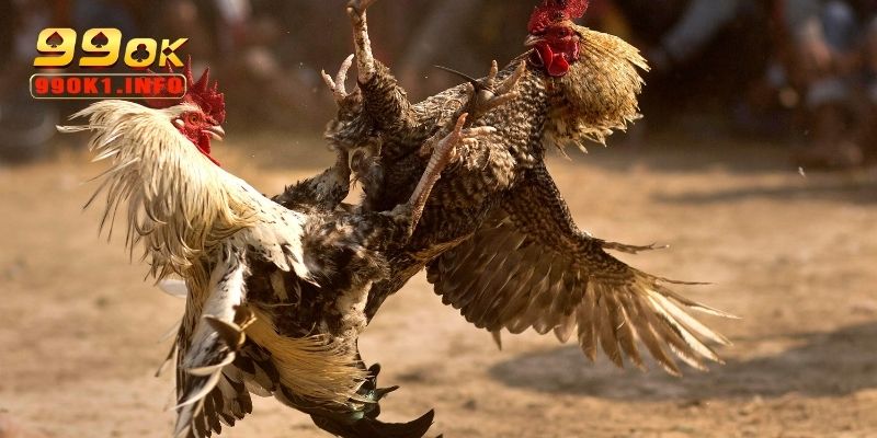 Link và nơi xem trực tiếp đá gà uy tín và an toàn