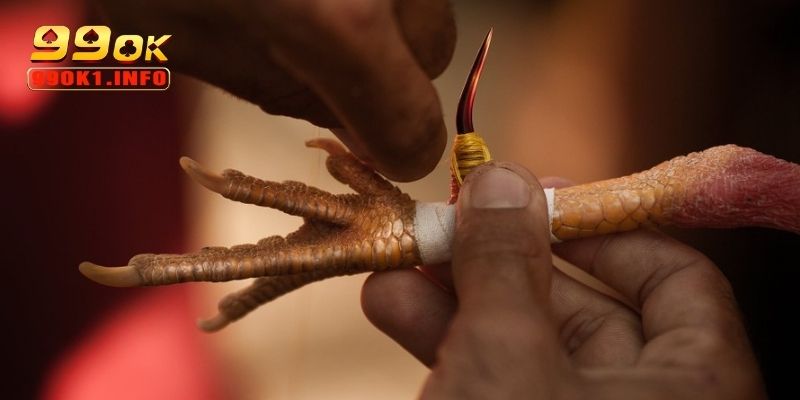 Hướng dẫn luật cược và cách thức thi đấu đá gà