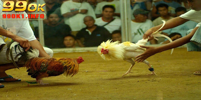 Những trận tranh tài trực tiếp mãn nhãn