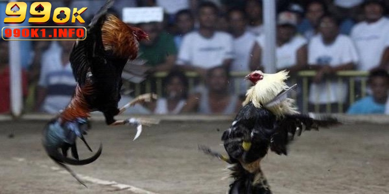 Phân thắng thua cho trận đá gà